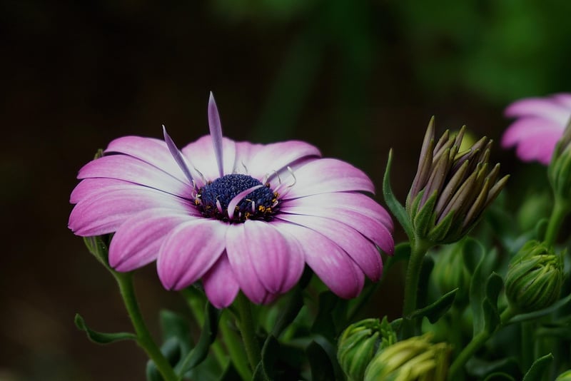 Netherlands Botanical Garden